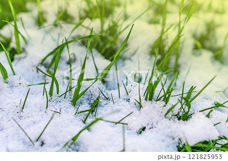 Green lawn grass with soft snow, that began to melt in places, forming drops of water. Macro photography of natural environment, soft selective focus, seasonal changes in nature, weather phenomena 121825953