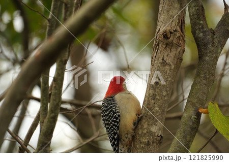 枝にとまるRed-bellied Woodpecker 121825990