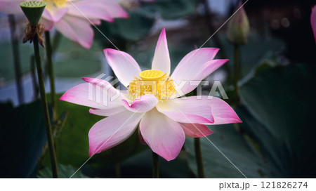 Graceful lotus bloom in serene waters, close up. Concept of purity, spirituality, and natural beauty in peaceful environments Graceful lotus bloom in serene waters, close up. Concept of purity, spirituality, and natural beauty in peaceful environments 121826274