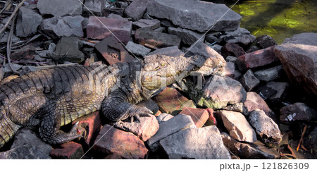 Crocodile Basking in the Sun with Bricks and Rocks Background 121826309