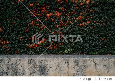 Vibrant orange berries against a lush green backdrop and concrete wall. Concept of natural beauty, growth, background, copy space for design or text. Interplay between nature and urban spaces Vibrant orange berries against a lush green backdrop and concrete wall. Concept of natural beauty, growth, background, copy space for design or text. Interplay between nature and urban spaces 121826436