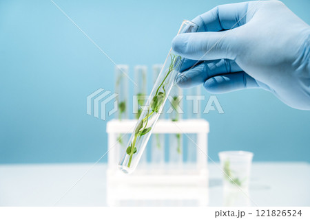 Bioengineering lab. Plant in a test tube in a scientific laboratory 121826524
