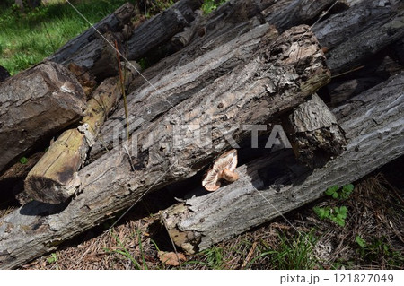 キノコの原木栽培 121827049