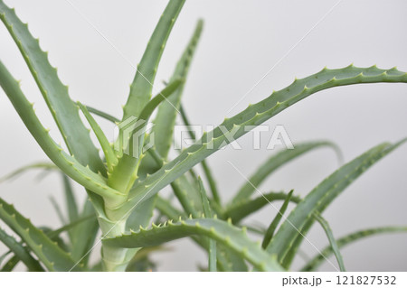 アロエ アロエ 121827532