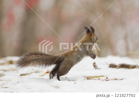 ジャンプするエゾリス 121827702