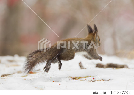 ジャンプするエゾリス 121827703