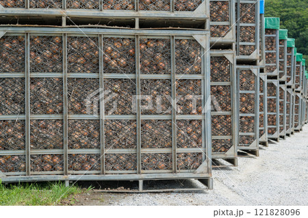 【富良野市 コンテナに詰められた収穫した玉葱】 【富良野市 コンテナに詰められた収穫した玉葱】 121828096