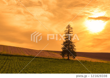 【美瑛町　クリスマスツリーの木の夕景】 121828108