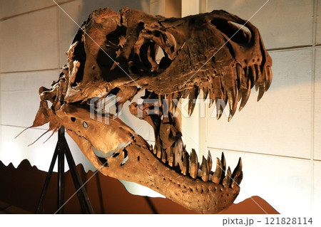 ティラノサウルスの化石（日本） 121828114