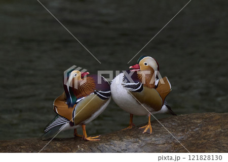 オシドリ 121828130