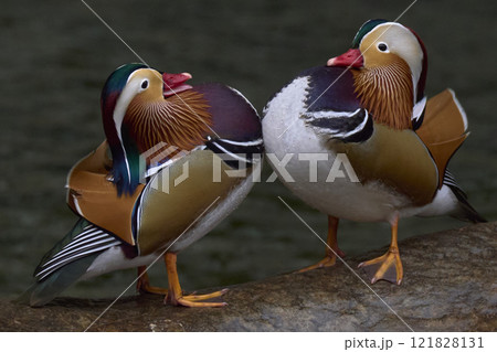 オシドリ オシドリ 121828131