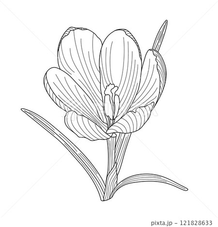 Crocus spring flower tender wildlife plant with stem and leaves, outline hand drawn vector illustration, floral design element, graphic clipart for invitation, card, wedding decor, botanical line art Crocus spring flower tender wildlife plant with stem and leaves, outline hand drawn vector illustration, floral design element, graphic clipart for invitation, card, wedding decor, botanical line art 121828633