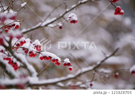 雪と赤い南天の実 121828703