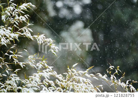 笹の葉と降る雪 121828755