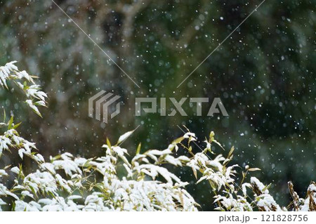 笹の葉と降る雪 笹の葉と降る雪 121828756