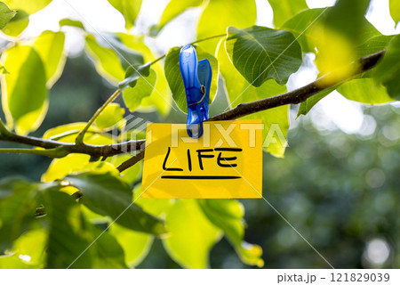 Beautiful vivacious life concept Beautiful vivacious life concept 121829039