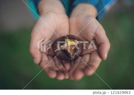 Child holding roasted chestnut 121829063