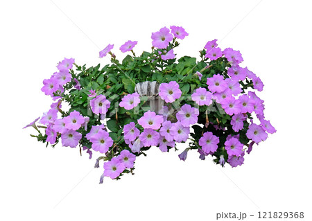 Purple Flower Pansies flower pot plant Purple Flower Pansies flower pot plant 121829368