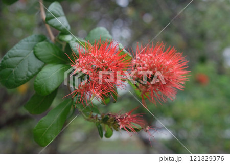 Red  bush willow flowers 121829376