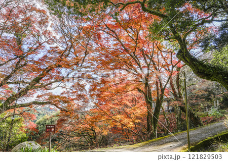 笠置寺(京都府)修行場巡り 拝観入口の紅葉 笠置寺(京都府)修行場巡り 拝観入口の紅葉 121829503