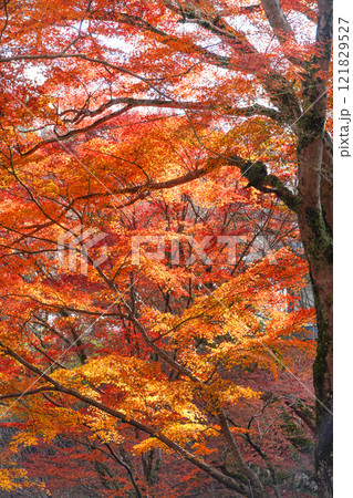 笠置寺（京都府）修行場巡り　拝観入口の紅葉 121829527