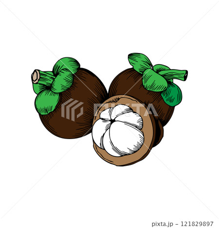 mangosteen fruit icon vetors illustration mangosteen fruit icon vetors illustration 121829897