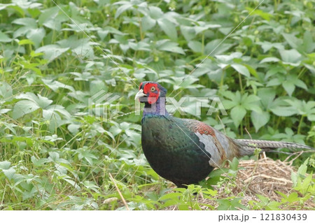 里山を歩くキジ 121830439