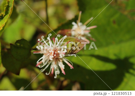 コウヤボウキの花 コウヤボウキの花 121830513
