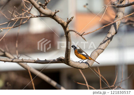 木に留まるジョウビタキ 121830537