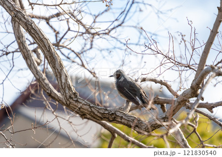 木に留まるヒヨドリ 木に留まるヒヨドリ 121830540