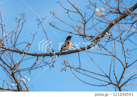 ナンキンハゼの木に留まるジョウビタキ 121830541