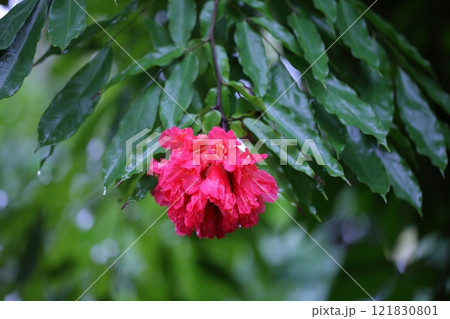 オオホウカンボクの花と雨雫 121830801