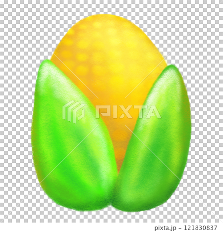 Crayon corn isolated illustration, corn with leaves soft color drawing 121830837