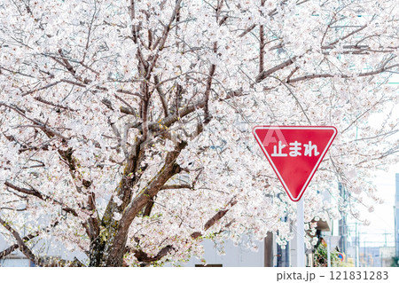 満開の桜の木と「止まれ」の標識 121831283