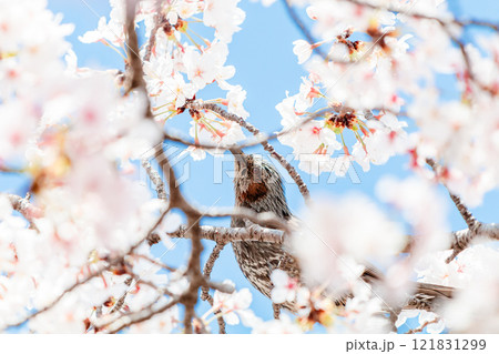 桜の蜜を吸うヒヨドリ 桜の蜜を吸うヒヨドリ 121831299