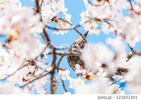 桜の花の蜜を吸うヒヨドリ 121831301
