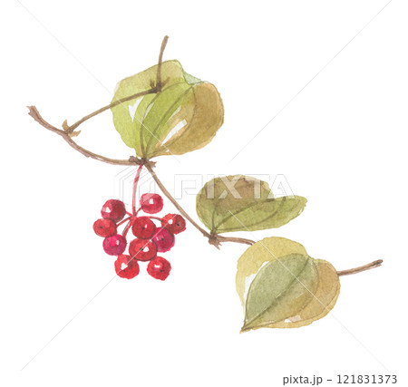 水彩で描いたサンキライ さるとりいばら 水彩で描いたサンキライ さるとりいばら 121831373