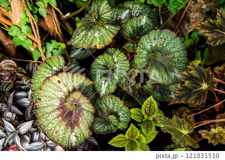 Close-up of Begonia rex leaves with intricate patterns and vibrant shades of green and burgundy. Ornamental foliage plant, top view, perfect for tropical decor 121831510