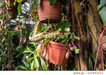 Nepenthes Dyeriana hybrid, a carnivorous plant from the Nepenthaceae family, with pitchers and purple flowers 121831511