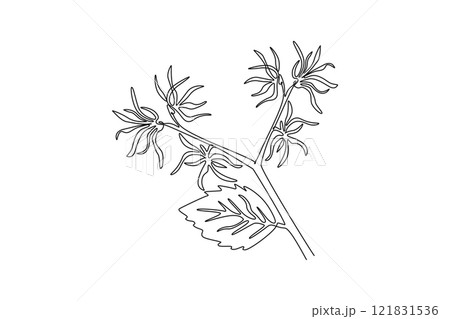 Continuous one line drawing beauty fresh witch hazels for home art wall decor poster print. Decorative deciduous shrubs plant for invitation card. Single line draw design vector graphic illustration Continuous one line drawing beauty fresh witch hazels for home art wall decor poster print. Decorative deciduous shrubs plant for invitation card. Single line draw design vector graphic illustration 121831536