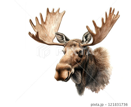Detailed Watercolor Illustration of Majestic Moose Head with Large Antlers., Wildlife Art Portrait. Animals. 121831736