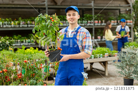 Man employee of garden hypermarket holds pot of indoor decorative cherry tomatoes in hands. Man employee of garden hypermarket holds pot of indoor decorative cherry tomatoes in hands. 121831875