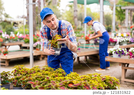 Worker examining colorful leaves of potted Coleus blumei in garden center 121831922
