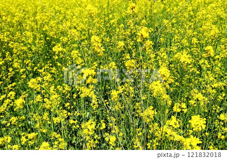 field of rapeseed 121832018