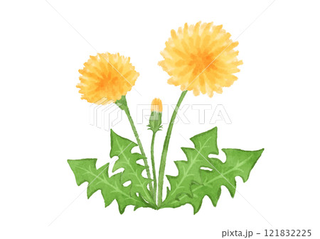 手描きのタンポポの花のイラスト 121832225