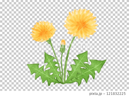 手描きのタンポポの花のイラスト 121832225