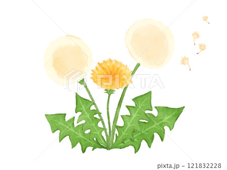 タンポポの花と綿毛のイラスト 121832228