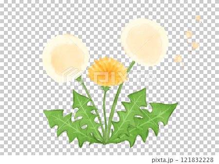 タンポポの花と綿毛のイラスト 121832228