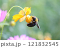 クマバチがコスモスの蜜を求めて飛んでいる 121832545
