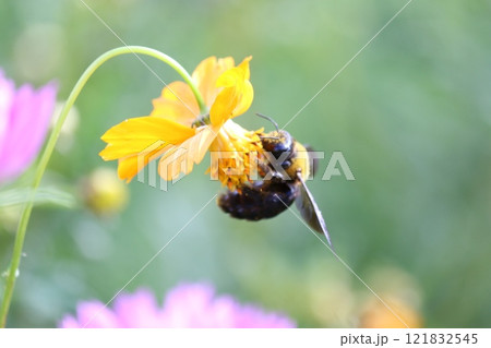 クマバチがコスモスの蜜を求めて飛んでいる 121832545